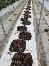 팜모닝 딸기·일상 게시글 이미지