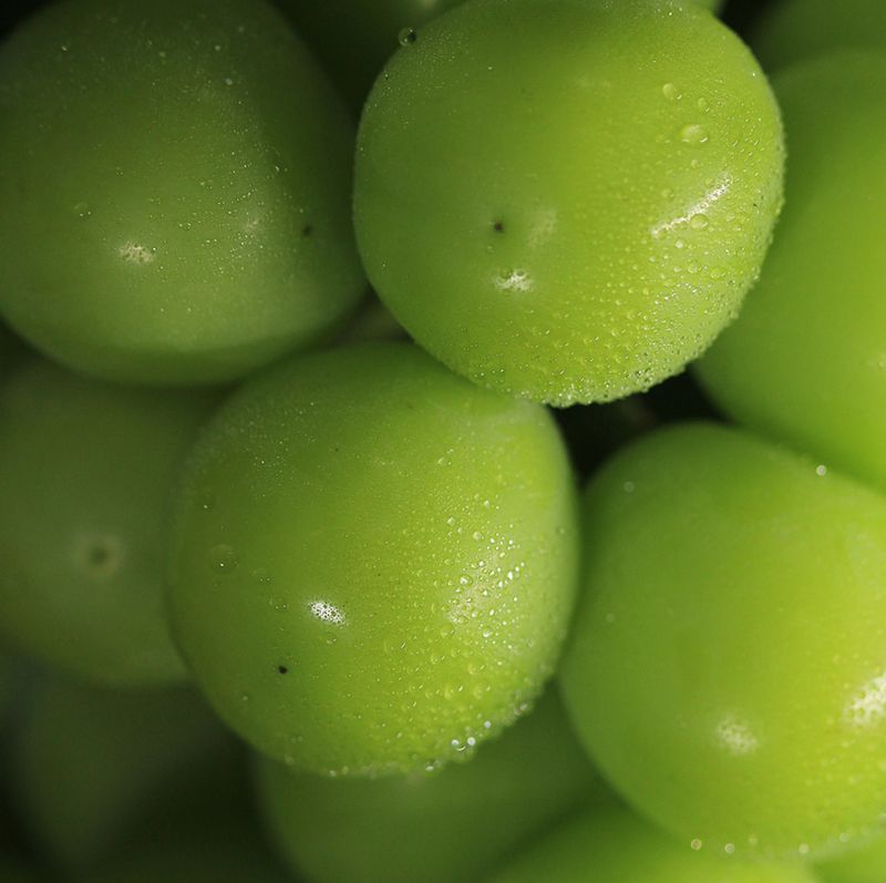 장터 상품 [사인마슽캣1kg 판매합니다] 썸네일