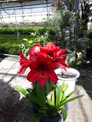 장흥엘림농원의배달기님의 자유주제 · 사진전 작성글 사진