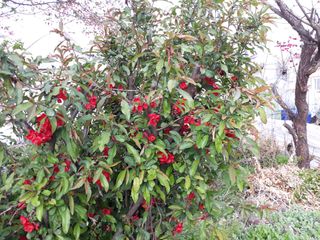 장흥엘림농원의배달기님의 자유주제 · 사진전 작성글 사진