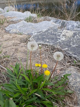 장흥엘림농원의배달기님의 자유주제 · 사진전 작성글 사진