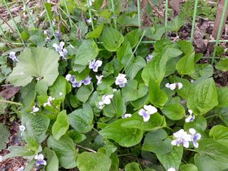 장흥엘림농원의배달기님의 자유주제 · 사진전 작성글 사진