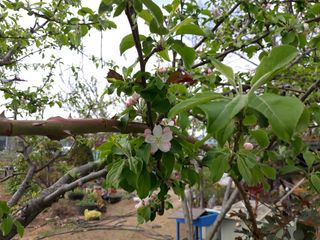 장흥엘림농원의배달기님의 자유주제 · 사진전 작성글 사진