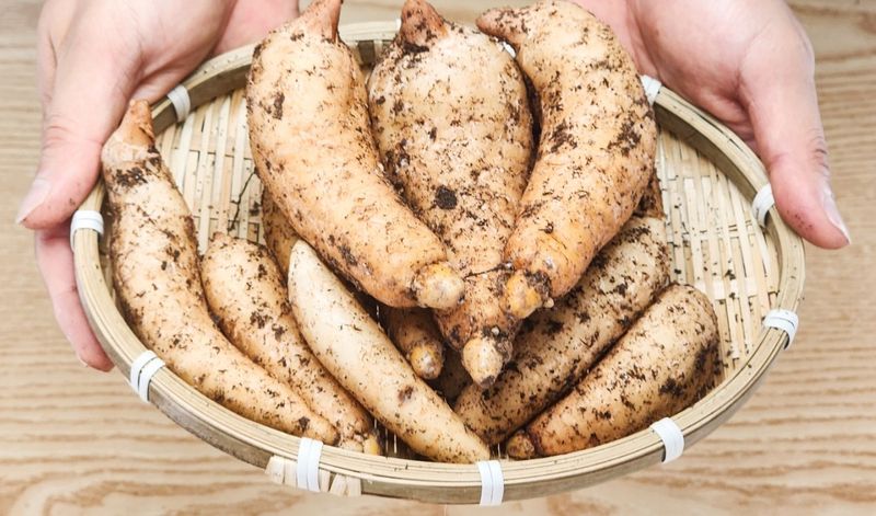 파머스팜X유성천마님의 장터 판매 상품 [2025 봄 생천마 1kg] 첨부 사진