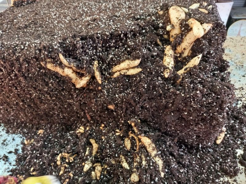 파머스팜X유성천마님의 장터 판매 상품 [2025 봄 생천마 1kg] 첨부 사진