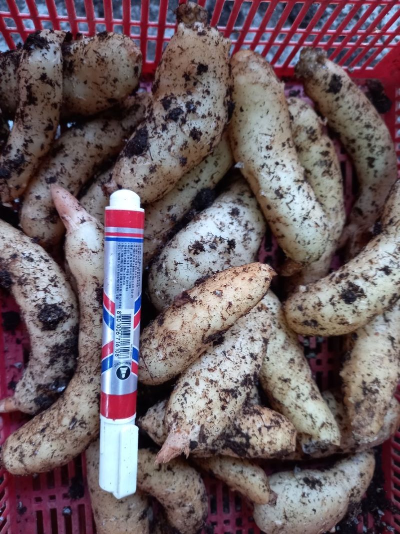 파머스팜X유성천마님의 장터 판매 상품 [2025 봄 생천마 1kg] 첨부 사진