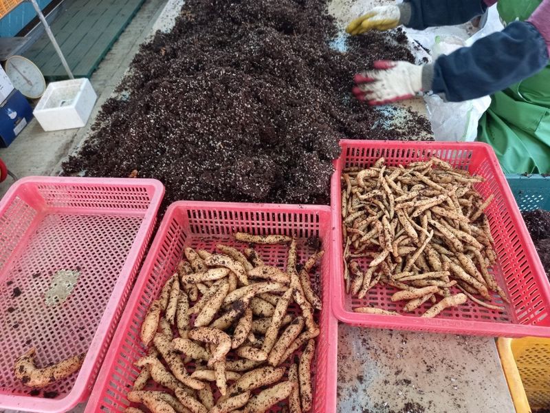 파머스팜X유성천마님의 장터 판매 상품 [2025 봄 생천마 1kg] 첨부 사진