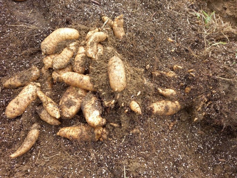 파머스팜X유성천마님의 장터 판매 상품 [2025 봄 생천마 1kg] 첨부 사진