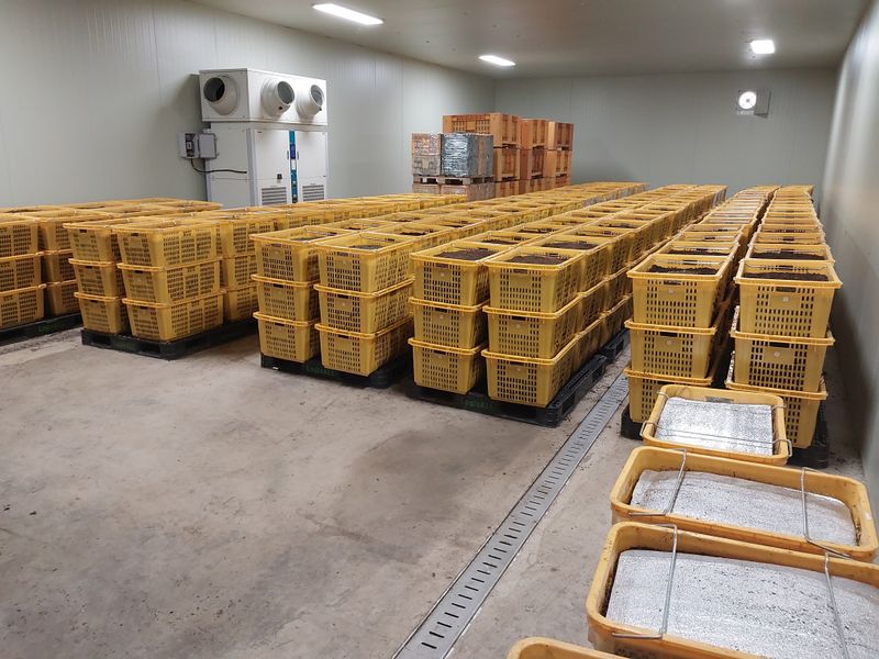 파머스팜X유성천마님의 장터 판매 상품 [2025 봄 생천마 1kg] 첨부 사진