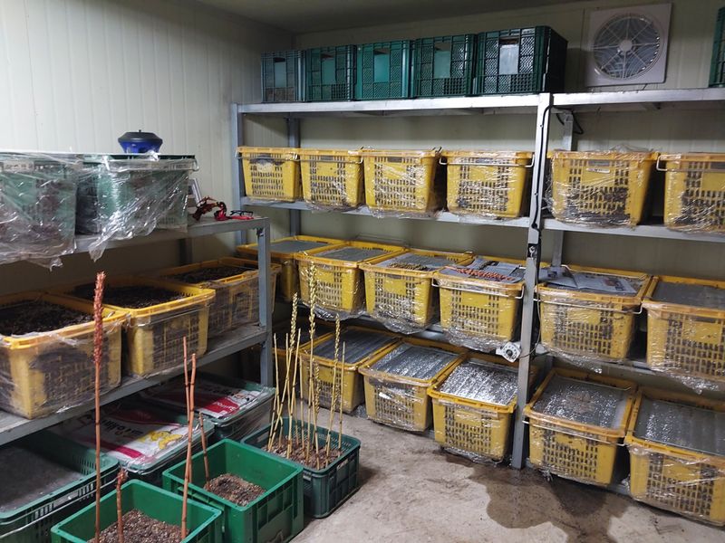 파머스팜X유성천마님의 장터 판매 상품 [2025 봄 생천마 1kg] 첨부 사진