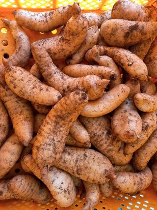 파머스팜X유성천마님의 작성글 사진