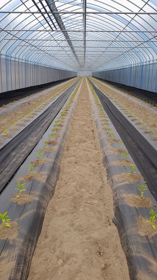 콩나라최여순님의 고추 · 파종•정식 작성글 사진