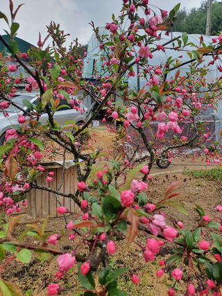 김기자(흰구름농원)님의 자유주제 · 자유게시판 작성글 사진
