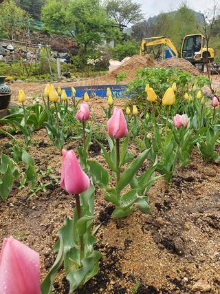 김기자(흰구름농원)님의 자유주제 · 자유게시판 작성글 사진