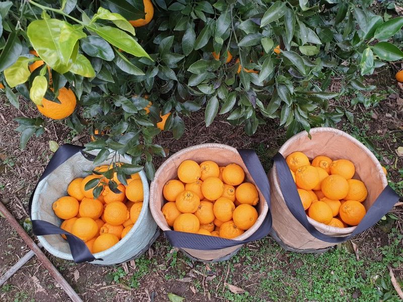 김경철님의 장터 판매 상품 [서귀포 노지한라봉 5Kg, 10Kg 무료배송] 첨부 사진