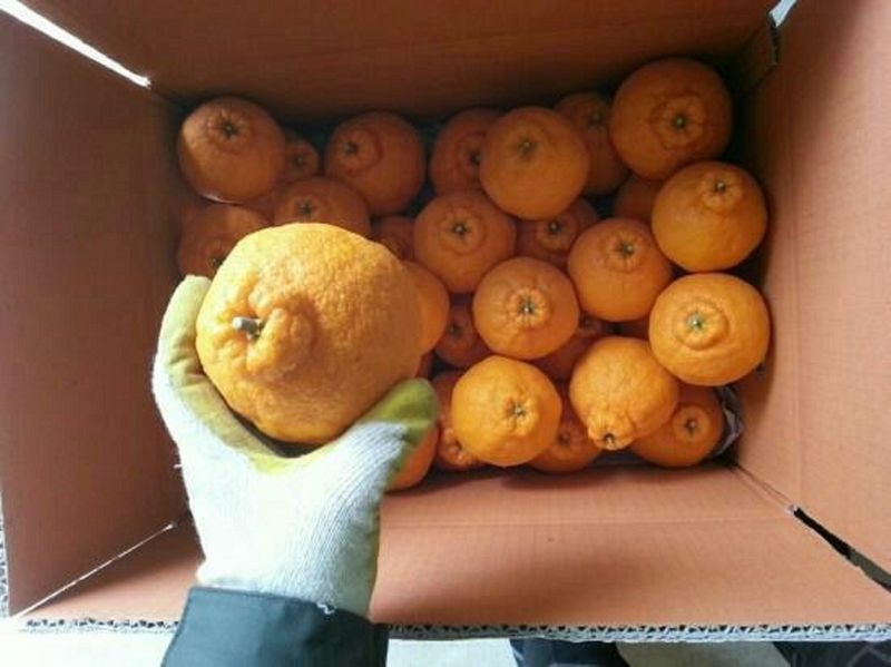 김경철님의 장터 판매 상품 [서귀포 노지한라봉 5Kg, 10Kg 무료배송] 첨부 사진