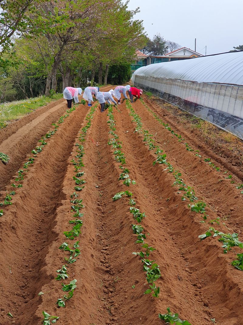 김동수님의 장터 판매 상품 [익산 1대 고구마모종(95~100주)🌱🍠👍 다수확&고품질] 첨부 사진