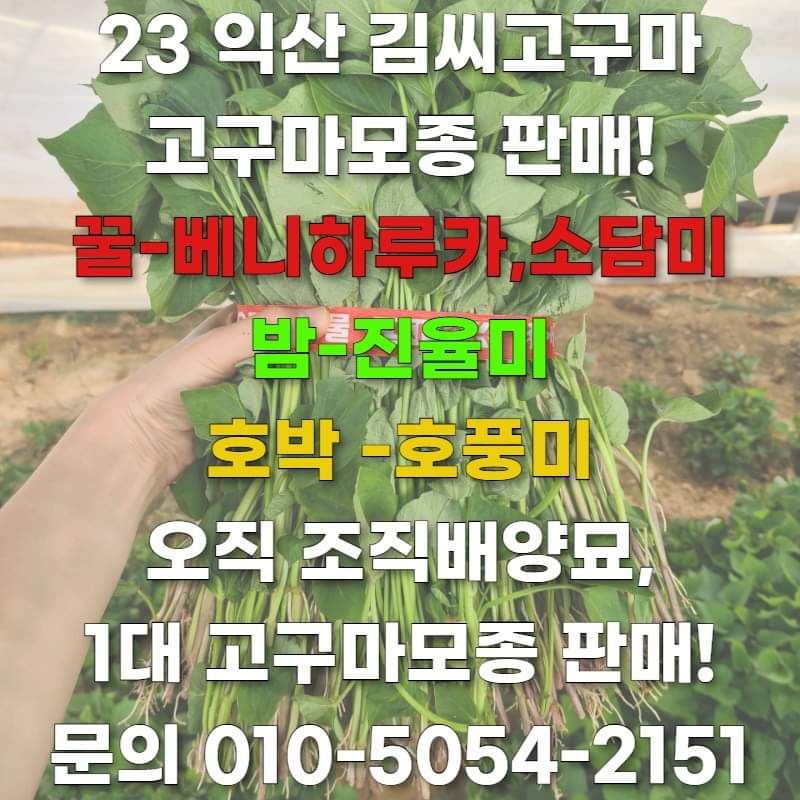 김동수님의 장터 판매 상품 [익산 1대 고구마모종(95~100주)🌱🍠👍 다수확&고품질] 첨부 사진
