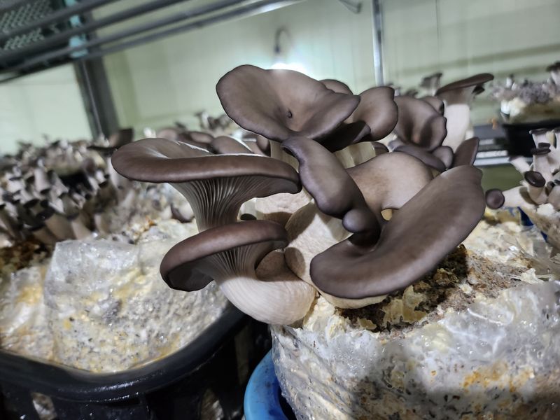 버섯스토리님의 장터 판매 상품 [[버섯스토리] 첫 수확 친환경 느타리버섯 판매] 첨부 사진