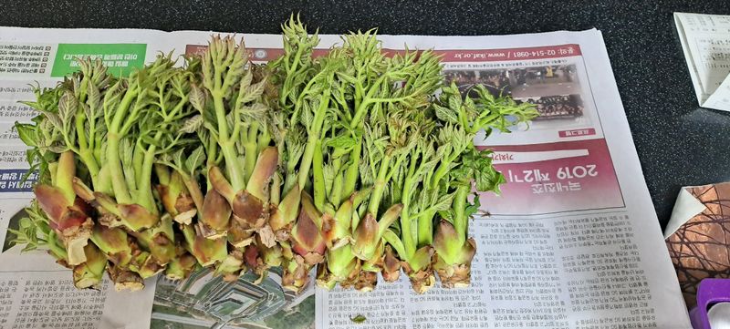 도매니저님의 장터 판매 상품 [(판매완료)토종 가시있는 개두릅(엄나무순.엉개)/참두릅 판매합니다 ] 첨부 사진