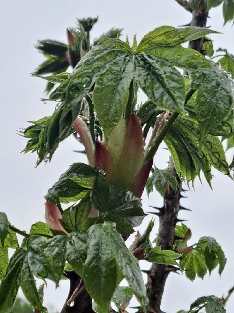 장터 상품 [(예약판매완료)토종 가시있는 개두릅(엄나무순.엉개)/참두릅 판매합니다 ] 썸네일