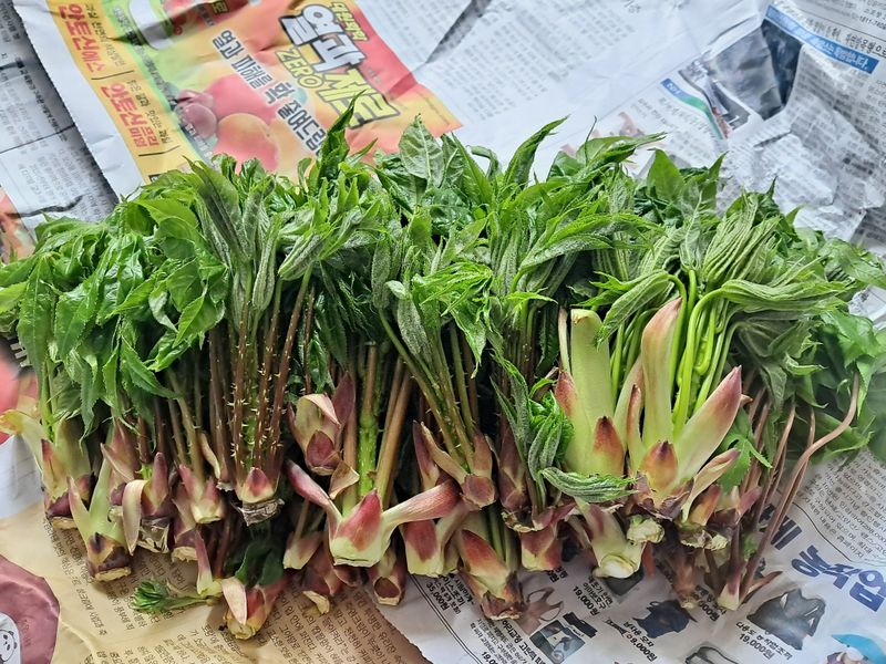 도매니저님의 장터 판매 상품 [(예약판매완료)토종 가시있는 개두릅(엄나무순.엉개)/참두릅 판매합니다 ] 첨부 사진