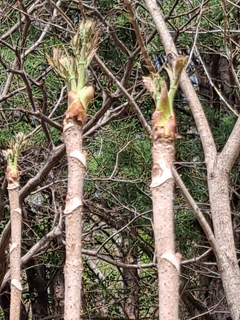 도매니저님의 장터 판매 상품 [(예약판매완료)토종 가시있는 개두릅(엄나무순.엉개)/참두릅 판매합니다 ] 첨부 사진