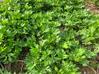 자연농원 순 강재옥님의 작성글 사진