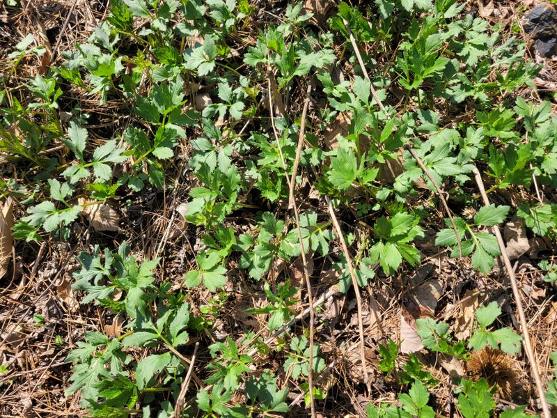 자연농원 순 강재옥님의 장터 판매 상품 [꽃나물1kg (삼잎국화 나물)] 첨부 사진