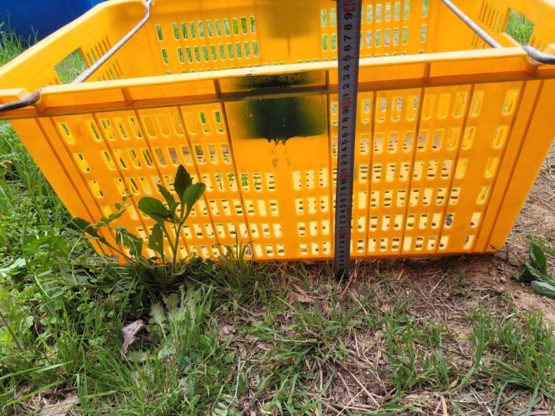 꽃시농님의 장터 판매 상품 [수확상자(중고)(720*450*340)] 첨부 사진