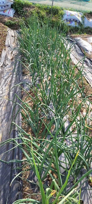 로즈마리님의 마늘 · 일상 작성글 사진