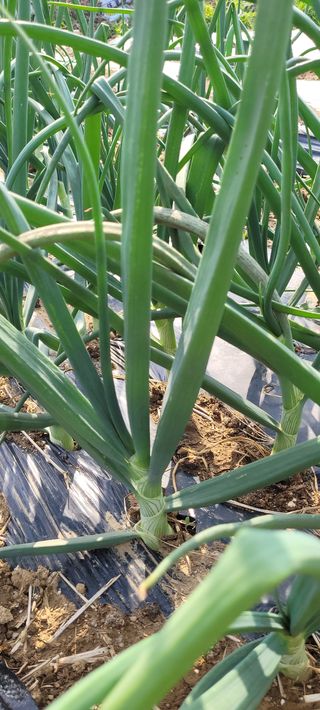 로즈마리님의 마늘 · 일상 작성글 사진