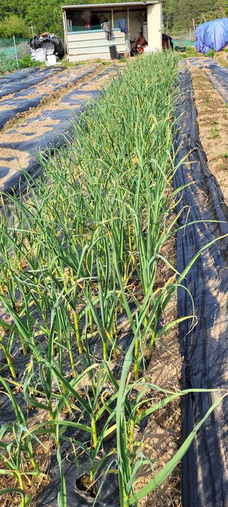 로즈마리님의 마늘 · 일상 작성글 사진