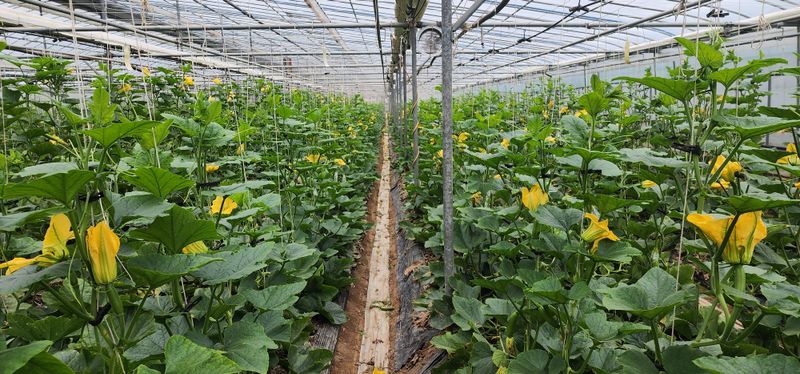 김기태님의 장터 판매 상품 [친환경 무농약 애호박 B품 ] 첨부 사진