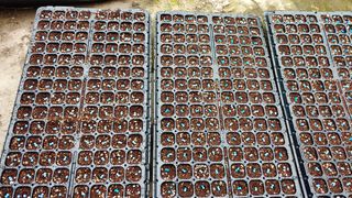 이용일님의 참깨 · 자유게시판 작성글 사진