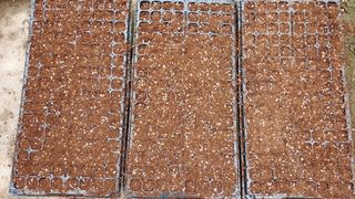 이용일님의 참깨 · 자유게시판 작성글 사진