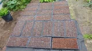 이용일님의 참깨 · 자유게시판 작성글 사진