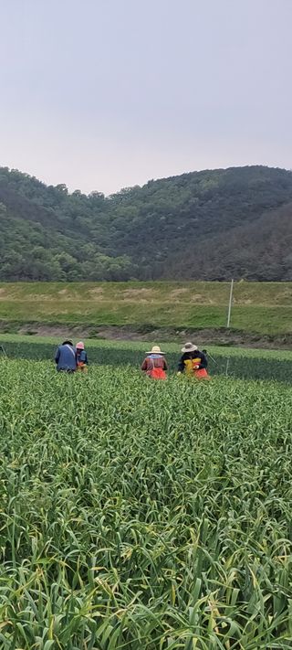 농사꾼 단비님의 자유주제 · 자유게시판 작성글 사진