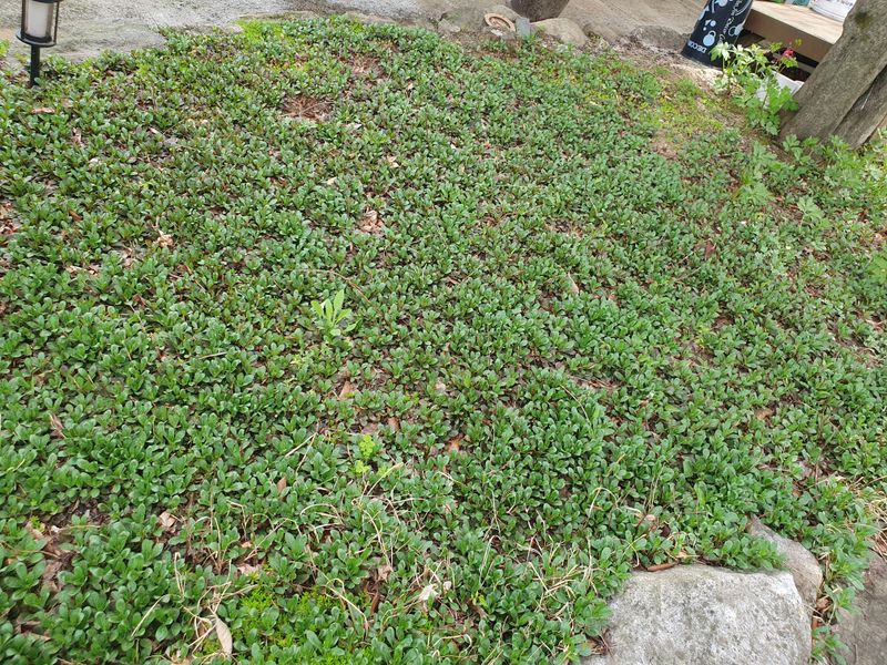 장터 상품 [황금달맞이꽃  섬초롱꽃 파드득나물삼잎국화모종팔아요] 썸네일