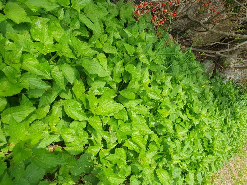 이혜숙님의 장터 판매 상품 [황금달맞이꽃  섬초롱꽃 파드득나물삼잎국화모종팔아요] 첨부 사진