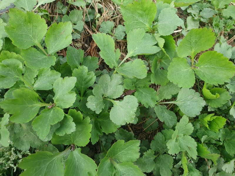 이혜숙님의 장터 판매 상품 [황금달맞이꽃  섬초롱꽃 파드득나물삼잎국화모종팔아요] 첨부 사진