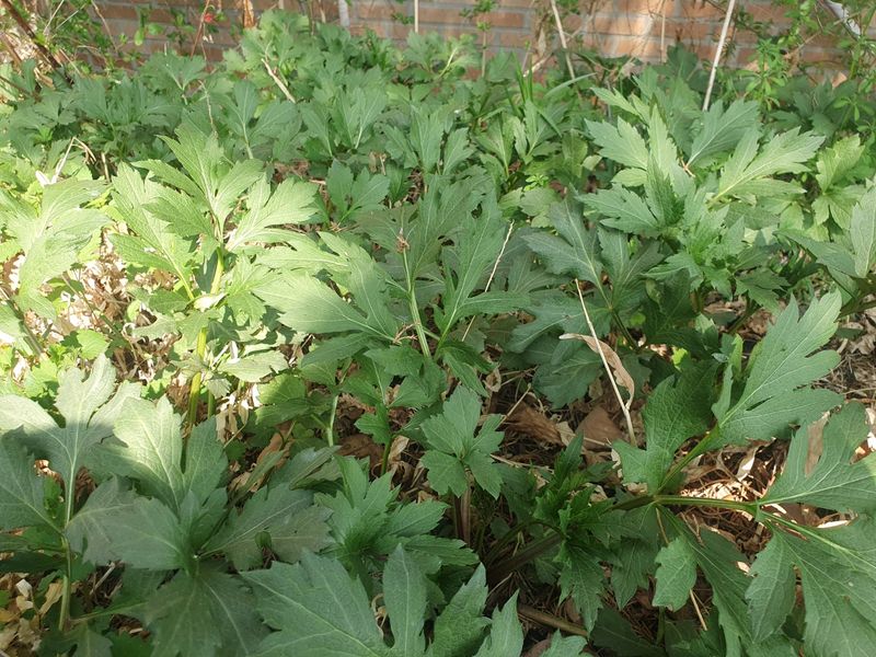 이혜숙님의 장터 판매 상품 [황금달맞이꽃  섬초롱꽃 파드득나물삼잎국화모종팔아요] 첨부 사진