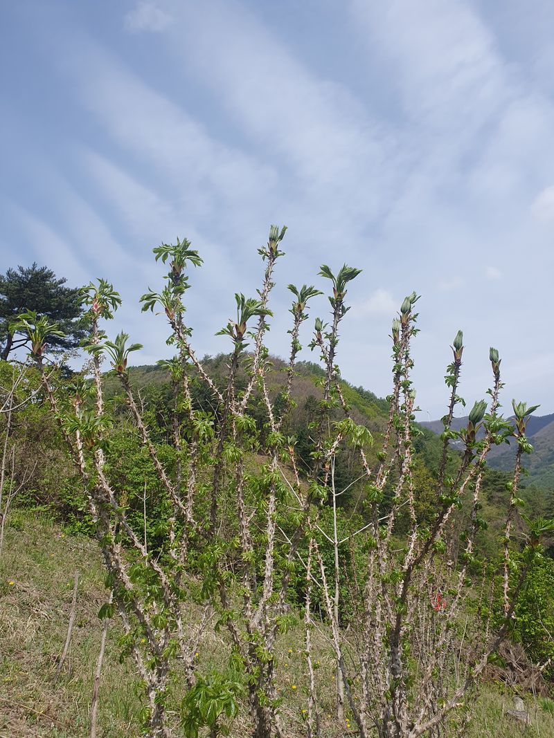 인생은 소풍처럼님의 장터 판매 상품 [ 두릅 엄나무순 옻순1kg선주문제] 첨부 사진