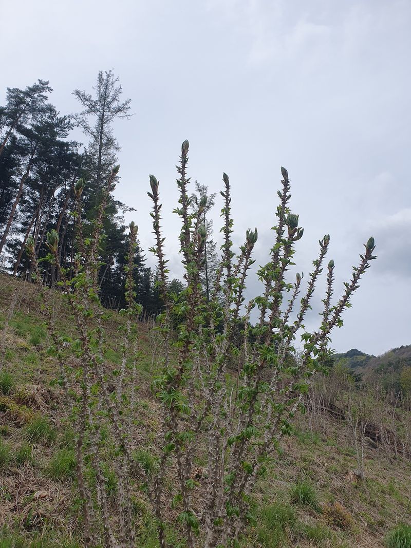 농산물에 진심구병안님의 장터 판매 상품 [ 엄나무순] 첨부 사진