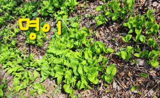 박필진님의 기타작물 · 자유게시판 작성글 사진