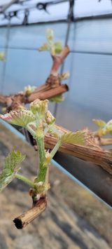 팜모닝 포도·자유게시판 게시글 이미지