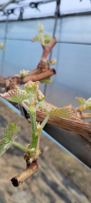 달콤한 포도님의 포도 · 자유게시판 작성글 사진