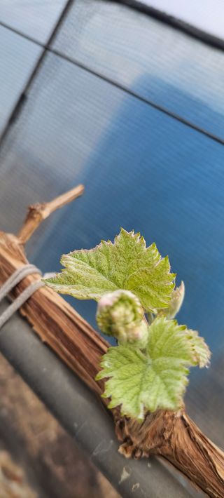 달콤한 포도님의 포도 · 자유게시판 작성글 사진