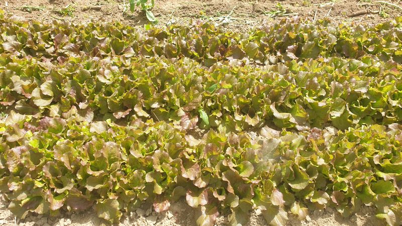 장터 상품 [속음상추1kg] 썸네일