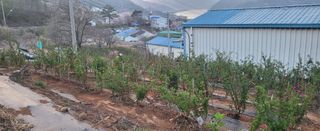 산딸기 쌍둥맘 영신님의 자유주제 · 자유게시판 작성글 사진